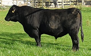 An ease of calving yearling used over heifers